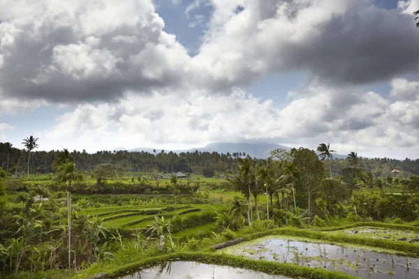 Rice fields in a valley at morning light. Bali island