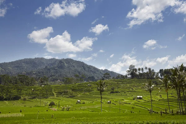 Reisterrassen Ackerland Felder Und Üppige Dschungelvegetation Vor Dem Mount Agung — Stockfoto