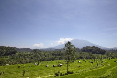 Yeşil pirinç teraslı güzel bir manzara, Bali, Endonezya. Unesco dünya sitesi.