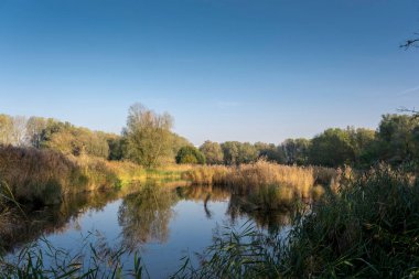 Hollanda 'nın bataklık bölgesi. Kış mevsiminde aydınlık bir günde..