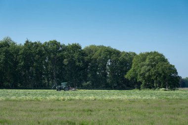 Hollanda 'da çimenleri tırmıklayan traktör.