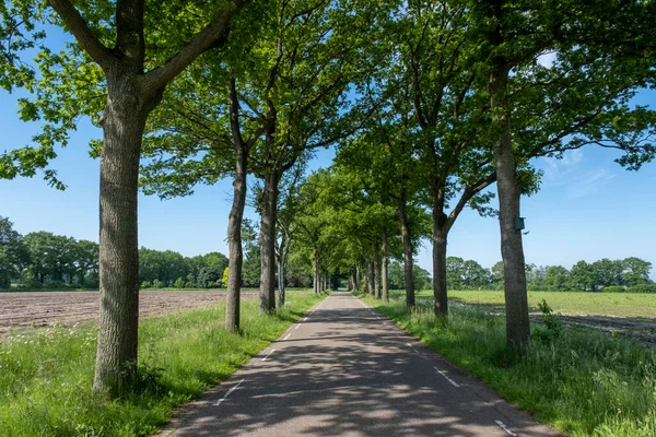 Een Weggetje Tussen Bomen Een Typisch Hollands Landschap Een Zonnige — Stockfoto