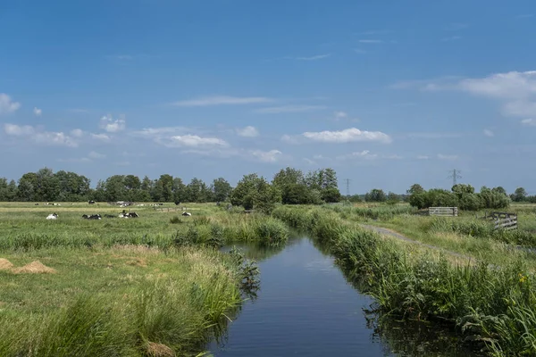 Omheining Weilanden Noord Holland Het Platteland Ten Noorden Van Amsterdam — Stockfoto
