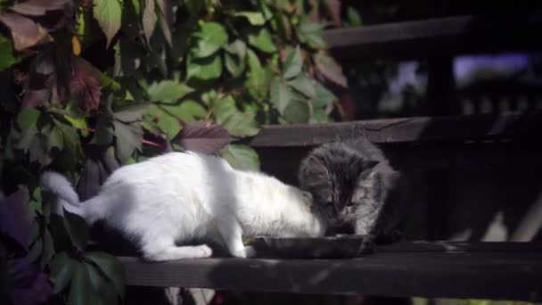 Dos gatitos salvajes sin hogar de la calle comen comida seca con apetito de un tazón sucio en el suelo, en la calle, en una escalera cerca de la casa — Vídeo de stock