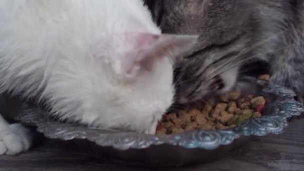 Deux chatons sauvages sans abri de la rue mangent de la nourriture sèche avec l'appétit d'un bol sale au sol, dans la rue, dans un escalier près de la maison