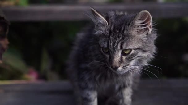 Evsiz sokak kedisi oturur, evin yakınındaki merdivenlerde keyfine bakar ve dinlenir. — Stok video