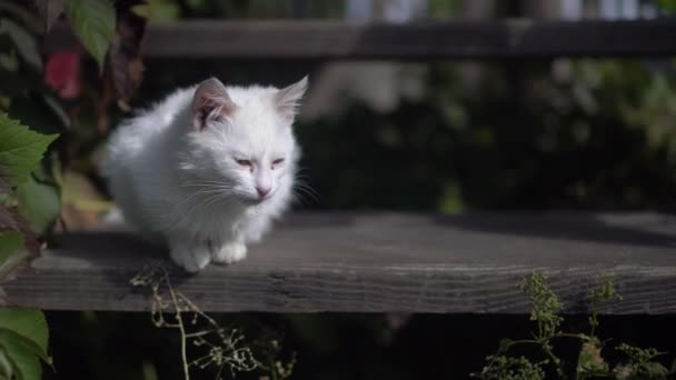Obdachlose Wildkatze sitzt, genießt und entspannt auf Treppen in der Nähe des Hauses — Stockvideo