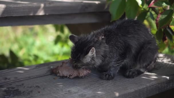 Via senzatetto selvaggio gattino grigio mangia carne con appetito a terra, sulla strada, sulle scale vicino alla casa — Video Stock