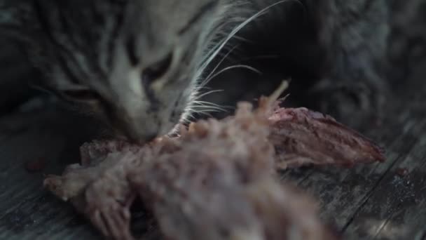 Calle sin hogar gato gris salvaje come carne con apetito en el suelo, en la calle, en las escaleras cerca de la casa — Vídeo de stock