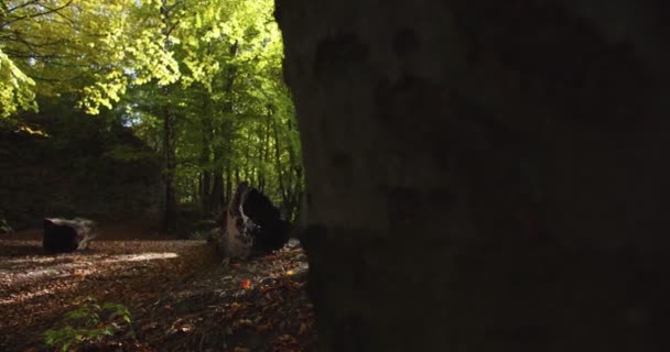 Plano medio del joven mochilero descubriendo la naturaleza en el bosque de verano con la brújula y la aplicación gps en el teléfono inteligente. Concepto de estilo de vida. Caminante masculino usando brújula de teléfono móvil para orientarse en los bosques — Vídeo de stock