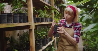Çekici, olgun bir kadının bir bitkiyi raftan alıp serada dikerken gülümsediği bir fotoğraf. Seradaki güzel kadın biyologun portresi. Hobi tarım kavramı.