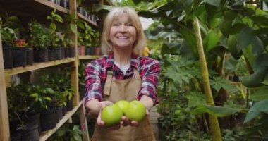 Güzel, olgun bir kadının el ele tutuşup, yeşil elmaları kameraya uzattığı bir kare. Yaşlı kadın serada organik meyvelerle poz veriyor, gülümsüyor ve kameraya bakıyor. Hobi tarım kavramı.
