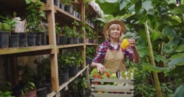 Serada şapkalı olgun bir kadının elinde sebze dolu tahta bir kutu, sarı ve kırmızı biber alıp onlara baktığı bir kare. Seradaki yaşlı kadın biyoloğun portresi..