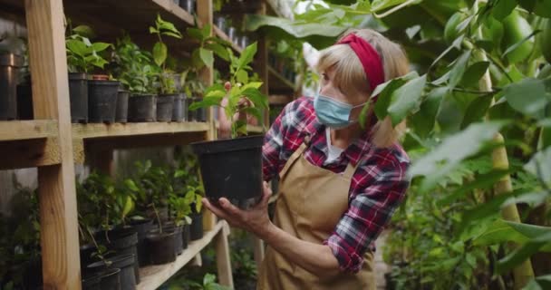 Middle shot of charming mature woman in medical mask taking plant from shelf and putting it back, standing in greenhouse. Portrait of beautiful female biologist in hothouse. Hobby farming concept. — Stock Video