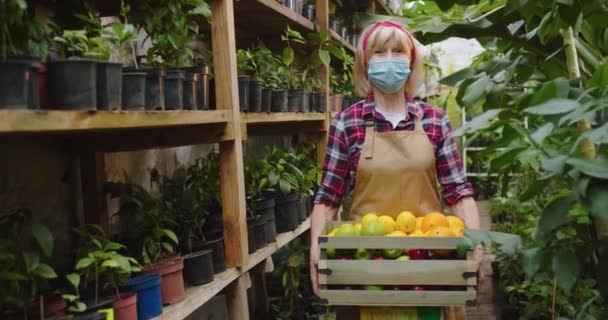 Meio tiro de mulher madura encantadora em máscara médica em pé em estufa, segurando caixa de madeira cheia de citrinos e olhando para a câmera. Retrato de encantadora velha bióloga posando em hothouse. — Vídeo de Stock