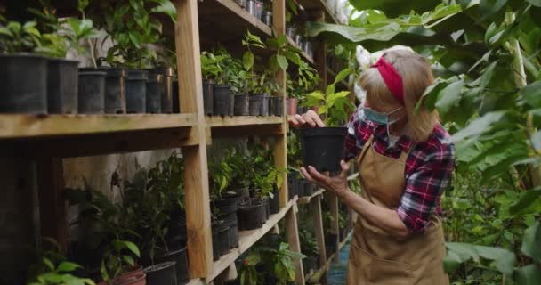 Middle shot of charming mature woman in medical mask taking plant one by one from shelf, examining and putting back, standing in greenhouse. Portrait of beautiful female biologist in hothouse. — Stock Video