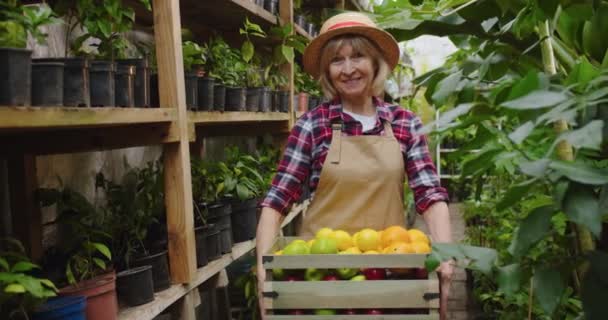 Midden schot van charmante volwassen vrouw met hoed in kas, met een houten doos vol citrus, kijkend naar de camera en glimlachend. Portret van charmante oude vrouwelijke bioloog poseren in hothouse. — Stockvideo