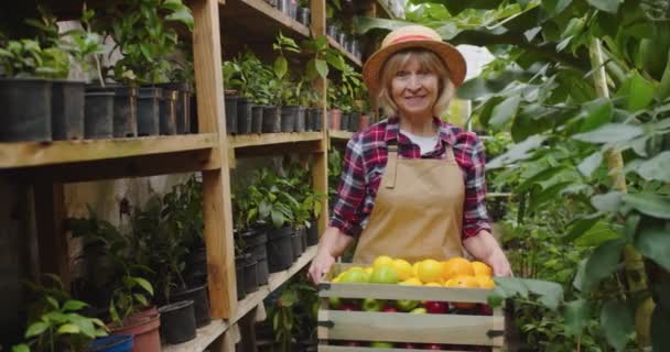 Middle shot of charming mature woman in hat standing in greenhouse, holding wooden box full of citrus, looking at camera and smiling. Portrait of beautiful old female biologist posing in hothouse. — Stock Video