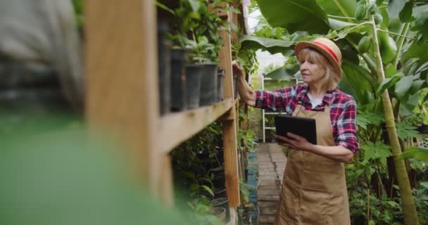 Mellanslag av charmig mogen kvinna i hatt står i växthus, gör revision av växter med tablett i händerna, knacka på skärmen. Porträtt av vacker positiv kvinnlig biolog i Hothouse. — Stockvideo