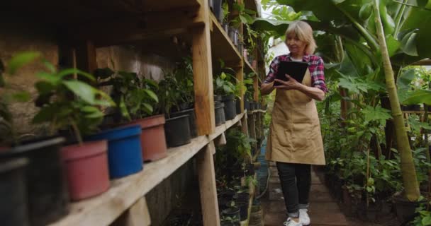 Plan médian de charmante femme mûre marchant en serre, faisant l'audit des plantes avec la tablette dans les mains, tapant sur l'écran. Portrait de belle femme biologiste positive en hothouse. — Video
