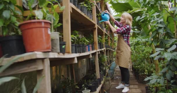 Midden schot van charmante volwassen vrouw wandelen in kas water geven bloemen uit mooie blauwe gieter. Portret van een mooie positieve vrouwelijke bioloog in Hothouse. Hobby en landbouwconcept. — Stockvideo