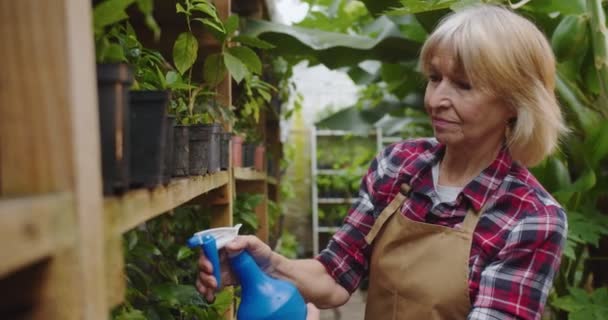 Close up portrait of charming mature woman staying in greenhouse spraying flowers using blue sprayer with water. P Beautiful positive female biologist in hothouse. Hobby and farming concept. — Stock Video
