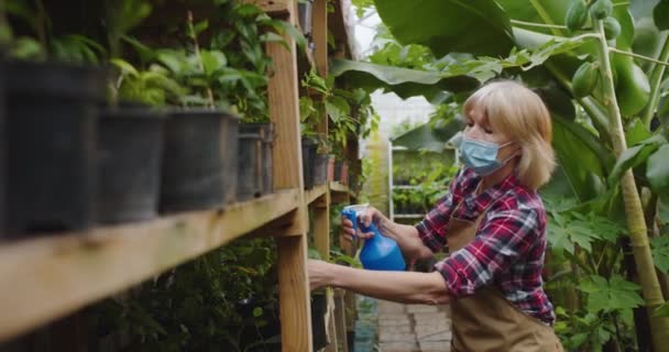 Close up of charming mature woman in medical mask in greenhouse spraying flowers using blue sprayer with water. Portrait of beautiful positive female biologist in hothouse. Hobby and farming concept. — Stock Video
