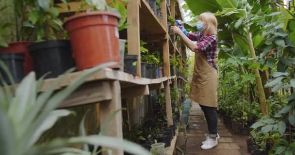 Middle shot of mature woman in medical mask in greenhouse spraying flowers using blue sprayer with water. Portrait of beautiful positive female biologist in hothouse. Hobby and farming concept. — Stock Video