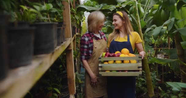 Foto media de mujer madura y joven hembra de pie en invernadero sosteniendo una caja de madera llena de frutas, sonriendo y mirándose el uno al otro y luego en cámara. Anciana enseñando jardinería joven. — Vídeo de stock