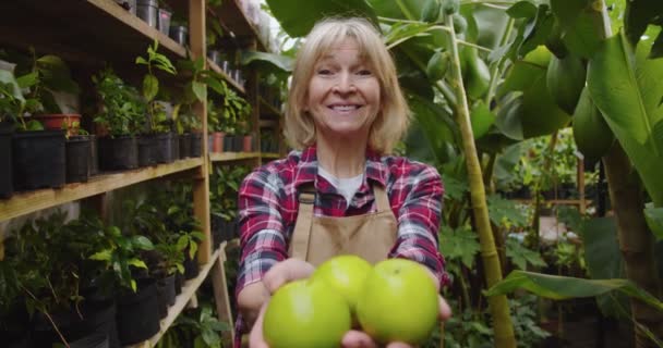 Mittlere Einstellung einer reiferen Frau, die sich in den Händen hält und grüne Äpfel in die Kamera reckt. Alte Frau posiert mit Bio-Früchten im Gewächshaus, lächelt und blickt in die Kamera. Konzept für Hobbylandwirtschaft. — Stockvideo
