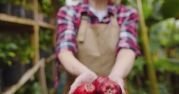 Närbild av mogna kaukasiska händer som sträcker röda äpplen mot kameran. Oigenkännlig smal kvinna poserar med ekologiska frukter i växthus. Vacker positiv kvinnlig biolog poserar i hothouse. — Stockvideo