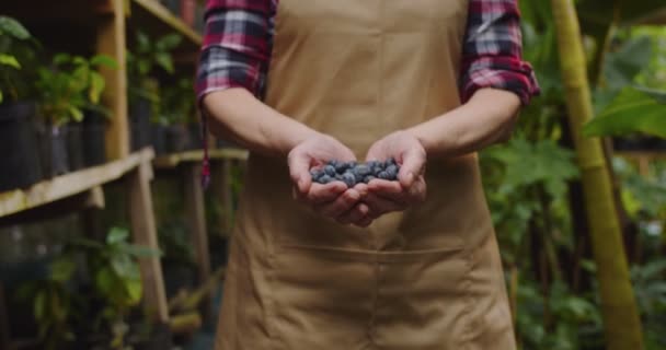 Close-up of mature female hands stretching blueberries to camera and pouring out them. Unrecognizable woman posing with organic berries in greenhouse. Beautiful female biologist posing in hothouse. — Stock Video