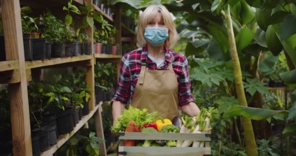 Middle shot of charming mature woman in medical mask standing in greenhouse, holding wooden box full of vegetables, looking at camera. Portrait of charming old female biologist in hothouse. — Stock Video