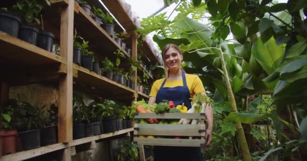 Foto del medio de una mujer joven con delantal sosteniendo la caja con verduras en invernadero mirando a la cámara, sonriendo. Retrato de una encantadora bióloga rubia posando en invernadero. Concepto de agricultura Hobby. — Vídeo de stock