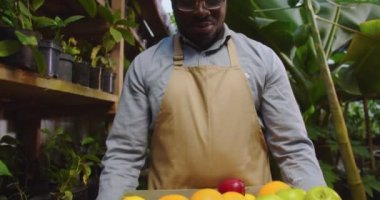 Gözlüklü gülümseyen Afrikalı Amerikalı biyologlar serada dikiliyor. Meyveli kutuyu tutan ve serada kameraya bakan bir adam. Çiçekçilik, işgal ve iş konsepti.