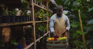 Afrika kökenli Amerikalı bir adamın gözlüklü hali. Seranın yanında duruyor. Meyvelerle dolu, alıyor, bakıyor. Seradaki erkek biyolog portresi. Çiçekçilik ve iş konsepti.