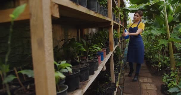 Plan médian de charmante jeune femme en tablier de jeans en serre pulvérisation de plantes à l'aide d'un pulvérisateur bleu avec de l'eau. Belle femme biologiste blonde positive en serre chaude. Hobby et concept agricole. — Video