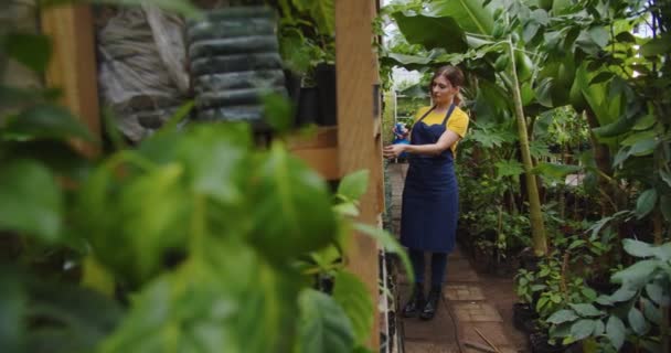 Middle shot of charming young woman in jeans apron and t-shirt in greenhouse spraying plants using blue sprayer with water. Beautiful blonde female biologist in hothouse. Hobby and farming concept. — Stock Video