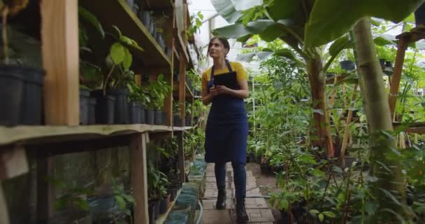 中间拍摄迷人的年轻女子走进温室，检查植物，用石板。在温室工作的金发女生物学家。农耕的概念。现代小玩意 — 图库视频影像