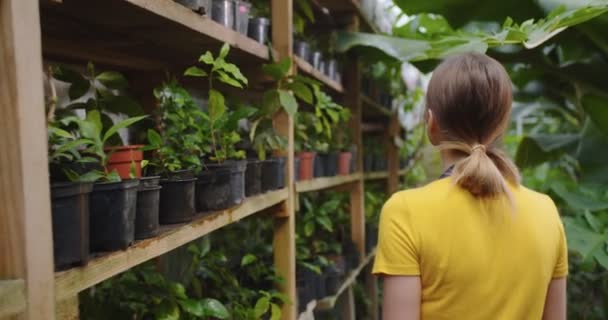 Close-up van mooie jonge vrouw in gele t-schirt wandelen in kas, kijken en aanraken van planten. Vrouwelijke blonde bioloog werkt in Hothouse. Hobby landbouwconcept. Achteruitkijkspiegel — Stockvideo