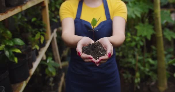 Close-up van jonge vrouwelijke handen stretching plant in de bodem tot camera. Onherkenbare vrouw met biologische boom in kas. Mooie vrouwelijke bioloog poserend in Hothouse. Hobby landbouwconcept. — Stockvideo