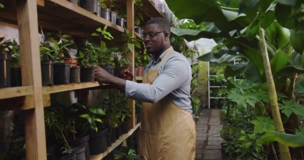 Närbild av stilig trädgårdsmästare afroamerikansk man i glasögon går i hothouse tar växt från hyllan och tittar på kameran. Blommor, yrke och affärsidé. Begreppet hobbyodling. — Stockvideo