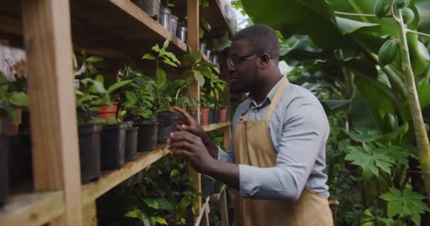 Gros plan du beau jardinier afro-américain dans des lunettes marchant dans une serre chaude mettant la plante sur l'étagère et regardant la caméra. Floristique, profession et concept d'entreprise. Hobby concept d'agriculture. — Video