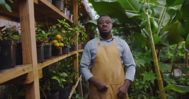 Close-up van de knappe tuinman Afro-Amerikaanse man met een bril in het hothouse... die armen kruist en naar de camera kijkt. Bloemisten, beroep en business concept. Hobby landbouwconcept. — Stockvideo