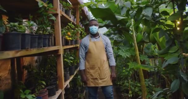 Portrait de l'homme afro-américain beau jardinier dans des lunettes et masque médical debout dans hothouse croisant les bras et regardant la caméra. Floristique, profession et concept d'entreprise. — Video