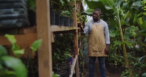 Μεσαίο πλάνο του όμορφου κηπουρού Αφροαμερικανού με γυαλιά που στέκεται στο θερμοκήπιο αγγίζοντας το φυτό στο ράφι και κοιτάζοντας την κάμερα. Floristry, επάγγελμα και επιχειρηματική έννοια. Χόμπι έννοια της γεωργίας. — Αρχείο Βίντεο