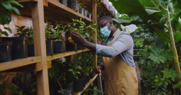 Gros plan du jardinier afro-américain dans des lunettes et un masque médical debout dans une serre chaude touchant une plante et regardant la caméra. Floristique, profession et concept d'entreprise. Hobby concept d'agriculture. — Video