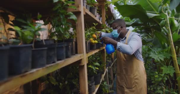 Midden schot van tuinman Afro-Amerikaanse man in bril en medisch masker werken in kas spuiten planten met behulp van blauwe sproeier met water. Man bioloog werken in hothouse tijdens pandemy. — Stockvideo