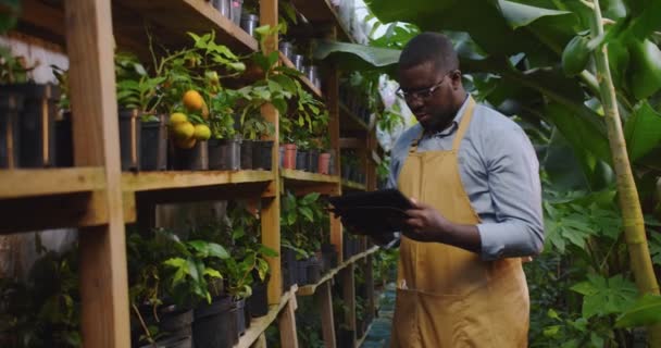 Close up of handsome gardener African American man in glasses walking in hothouse making audit of plants, using tablet. Floristry, occupation and business concept. Hobby farming, modern gadgets — Stock Video