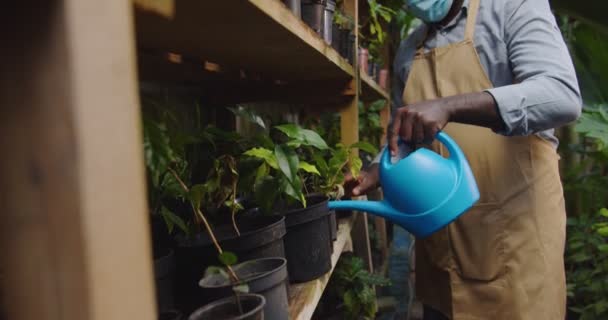 Крупный план красивого садовника афроамериканца в очках и медицинской маске, работающего в теплице, поливающего цветы из синей лейки. Мужчина-биолог, работающий в теплице во время пандемии. — стоковое видео